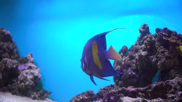 Colorful exotic fishes underwater on the tropical coral reef. Exotic tropical fishes in blue water of aquarium