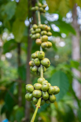 Closeup of coffee fruit in coffee farm and plantations