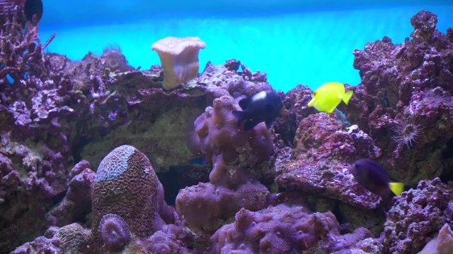 Colorful exotic fishes underwater on the tropical coral reef. Exotic tropical fishes in blue water of marine aquarium