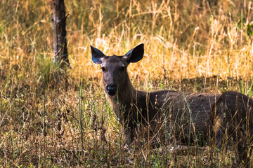 Rusa Unicolor or Sambar Deer