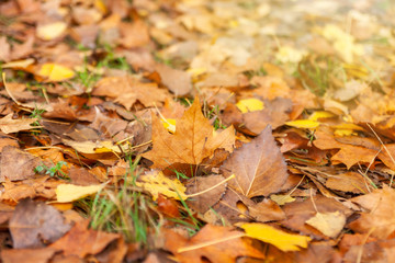 Naklejka na ściany i meble Fallen dry autumn leaves on green grass closeup on a bright sunny day