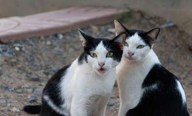 Naklejka na ściany i meble Portrait Two black and white cats