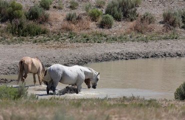 Fototapeta premium Wild horses at a Waterhole in the Sand Wash Basin Colorado in Summer