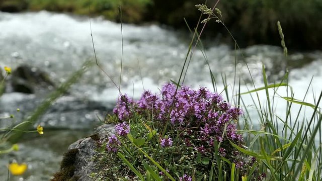 wild thyme herb growing in Zillertal Valley Austrian alps.