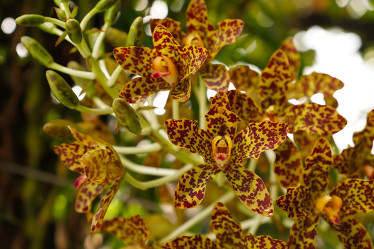 Tiger orchid flower or Leopard flower ,Grammatophyllum speciosum orchid , Giant orchid, Sugar Cane orchid or Queen of the orchids