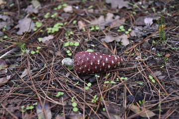 a  pinecone