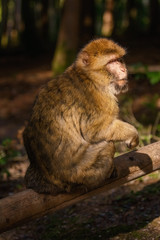 Barbary Macaque (Macaca Sylvanus)