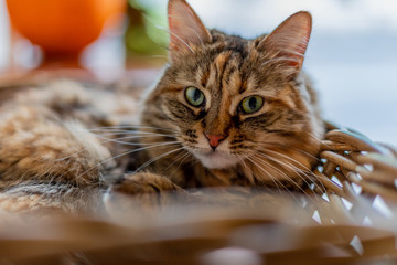 The tabby cat lies and looks at the camera. Green eyes, fluffy.