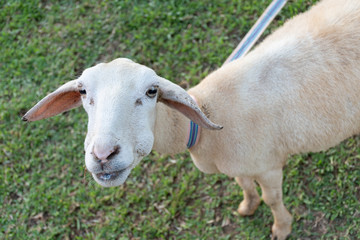 Naklejka na ściany i meble Closeup Portrait white sheep shearing