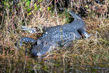 Crodoile