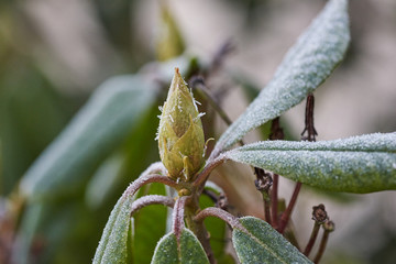 Magnolienblüte im Frost