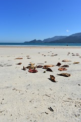 Fototapeta na wymiar leaves and beach