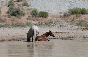 Wild horses at a Waterhole in the Sand Wash Basin Colorado in Summer