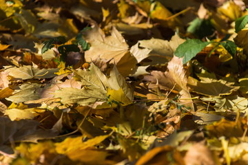 fallen yellow maple leaves lying on the ground