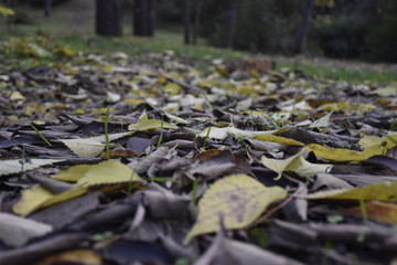 autumn leaves on ground