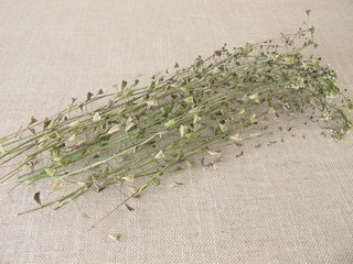 Dried shepherds purse wild herbs
