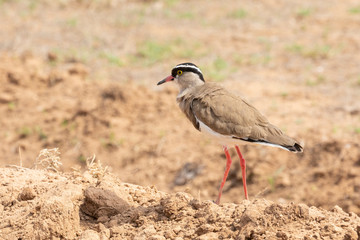 Crowned Lapwing (Vanellus coronatus) aka Crowned Plover,  Eastern Cape, South Africa