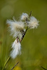 Cotton grass in summer
