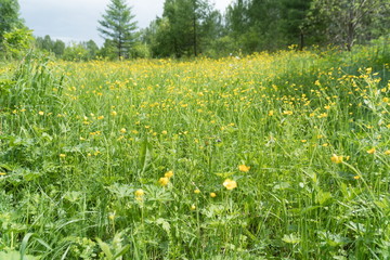 A large glade of flowering yellow buttercups (lat. Ranunculus) at the forest edge on a summer day.