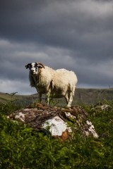 Fototapeta premium A sheep on a hill