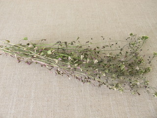 Dried shepherds purse wild herbs