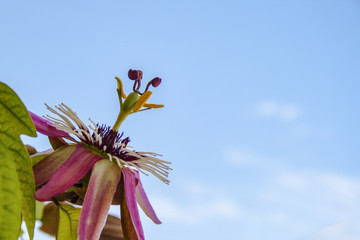 Fiore della passione