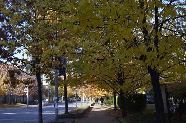 紅葉 街並み 写真
