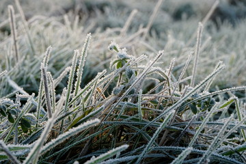 Frost on the grass. Ice crystals on meadow grass close up. Nature background.Grass with morning frost and yellow sunlight in the meadow, Frozen grass on meadow at sunrise light. Winter frosty backgrou