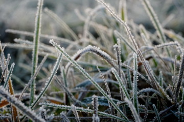 Frost on the grass. Ice crystals on meadow grass close up. Nature background.Grass with morning frost and yellow sunlight in the meadow, Frozen grass on meadow at sunrise light. Winter frosty backgrou