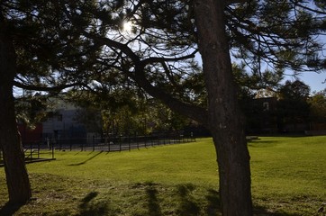 Obraz premium 木漏れ日と公園