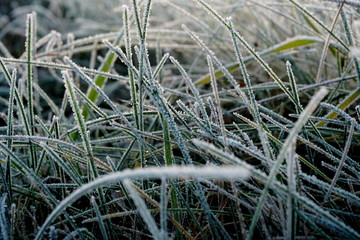 Frost on the grass. Ice crystals on meadow grass close up. Nature background.Grass with morning frost and yellow sunlight in the meadow, Frozen grass on meadow at sunrise light. Winter frosty backgrou