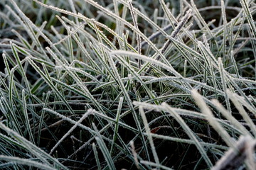 Frost on the grass. Ice crystals on meadow grass close up. Nature background.Grass with morning frost and yellow sunlight in the meadow, Frozen grass on meadow at sunrise light. Winter frosty backgrou