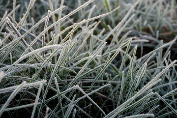 Frost on the grass. Ice crystals on meadow grass close up. Nature background.Grass with morning frost and yellow sunlight in the meadow, Frozen grass on meadow at sunrise light. Winter frosty backgrou