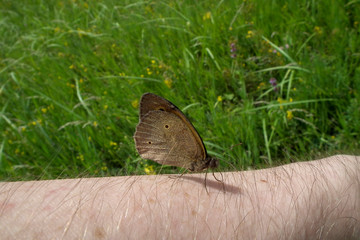 Black ringlet (Aphantopus hyperantus) butterfly sitting on hairy human hand,  isolated on nature bokeh background with grass and flowers. Horizontal orientation image with copy space.