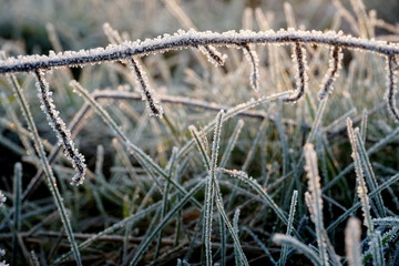 Frost on the grass. Ice crystals on meadow grass close up. Nature background.Grass with morning frost and yellow sunlight in the meadow, Frozen grass on meadow at sunrise light. Winter frosty backgrou