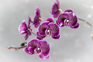 Rare flowering purple orchid of the genus Phalaenopsis varieties of Chiada Stacy Chocolate Drop on blurred background, close-up with copy space. Home flowers