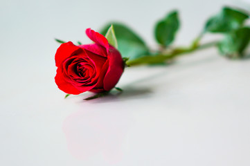 Happy Valentine's Day background. beautiful red rose background