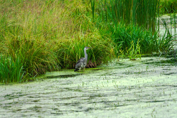 Gray Heron on a reedy lake