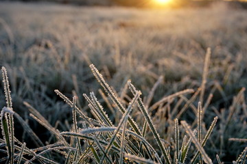 Fototapeta premium Frost on the grass. Ice crystals on meadow grass close up. Nature background.Grass with morning frost and yellow sunlight in the meadow, Frozen grass on meadow at sunrise light. Winter frosty backgrou