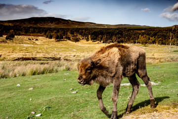 Junger Bison im Scotish Highland Wildlife Park