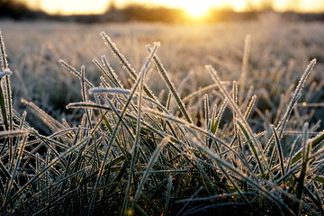 Frost on the grass. Ice crystals on meadow grass close up. Nature background.Grass with morning...
