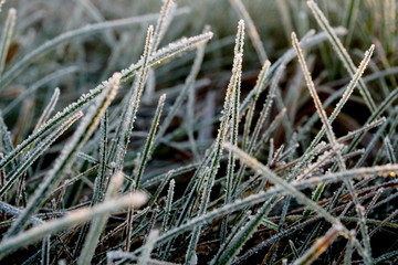 Frost on the grass. Ice crystals on meadow grass close up. Nature background.Grass with morning frost and yellow sunlight in the meadow, Frozen grass on meadow at sunrise light. Winter frosty backgrou