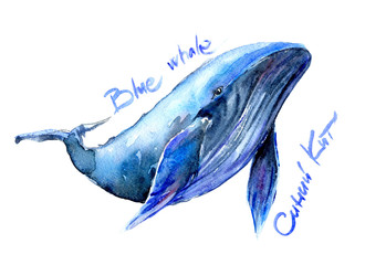 Obraz premium Humpback Blue whale watercolor illustration. Underwater fauna. name in English, Russian