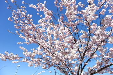 スウェーデンの桜