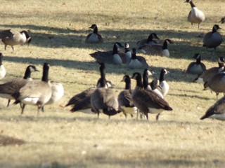 flock of canadian geese