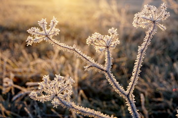 Frost on the grass. Ice crystals on meadow grass close up. Nature background.Grass with morning...