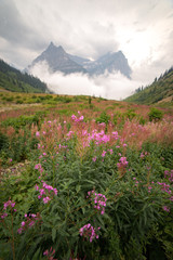 Fototapeta premium Fireweed on Going-to-the-Sun