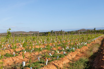Newly planted fruit orchard with young saplings bagged for protection in raised beds  in evening light