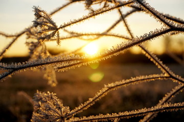 Frost on the grass. Ice crystals on meadow grass close up. Nature background.Grass with morning frost and yellow sunlight in the meadow, Frozen grass on meadow at sunrise light. Winter background