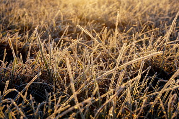 Frost on the grass. Ice crystals on meadow grass close up. Nature background.Grass with morning frost and yellow sunlight in the meadow, Frozen grass on meadow at sunrise light. Winter background